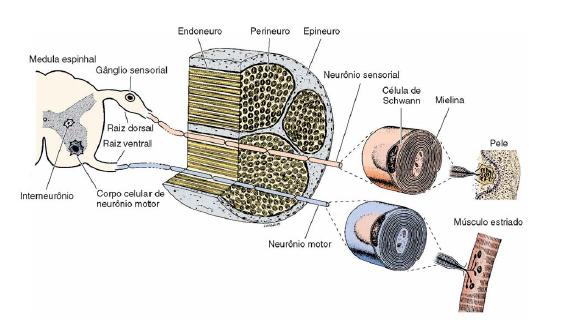 SISTEMA NERVOSO PERIFÉRICO
