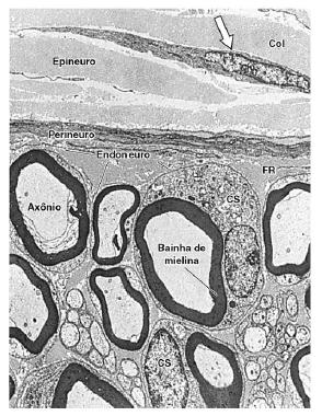 nervosas (axônio e bainhas