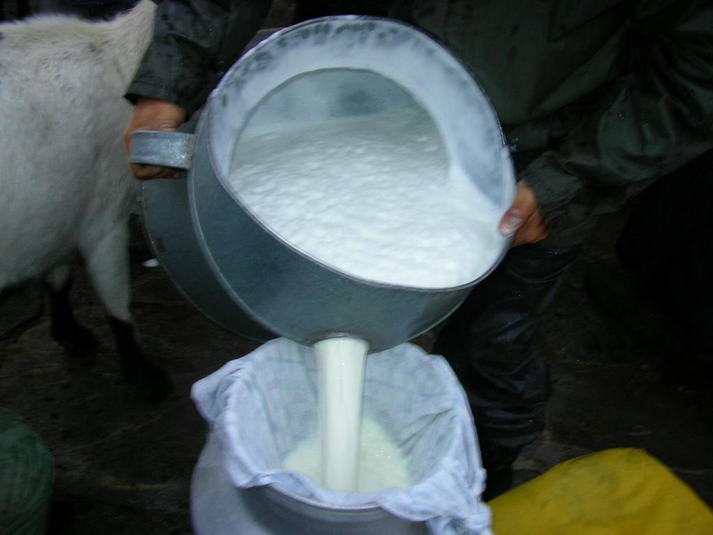 LACTAÇÃO higiene do leite ARMAZENAMENTO DO LEITE 1 Assegurar a filtragem do leite e; 2 Assegurar o arrefecimento imediatamente do