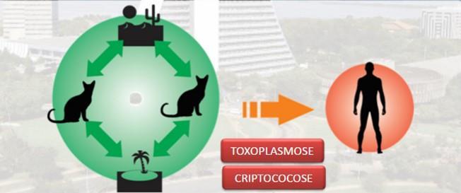 Saprozoonoses O agente necessita passar por transformações que ocorrem no ambiente externo em ausência de