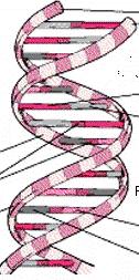 AVICULTURA ESQUEMA GENÉTICO DA