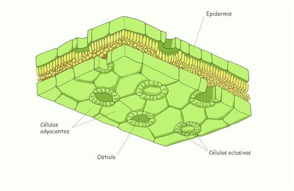 2 ) e fotossíntese (entra CO 2, sai O 2 ).