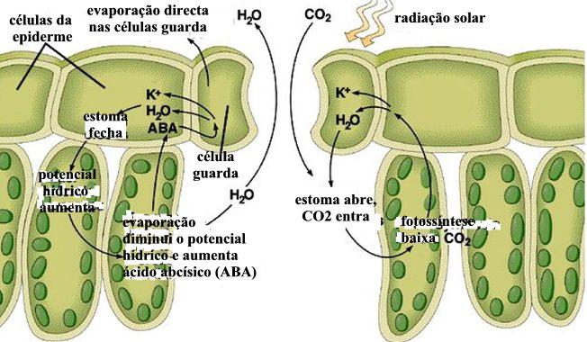 ψπ) da célula estomática e da célula anexa
