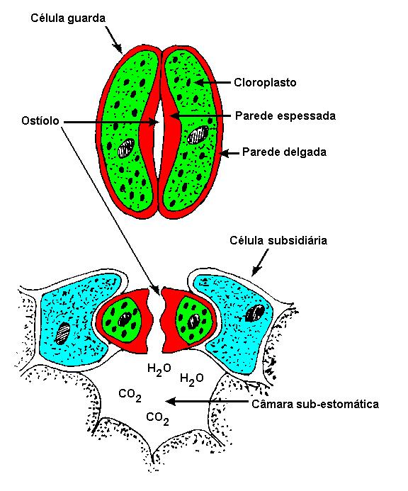constituídos por duas células-guardas ou