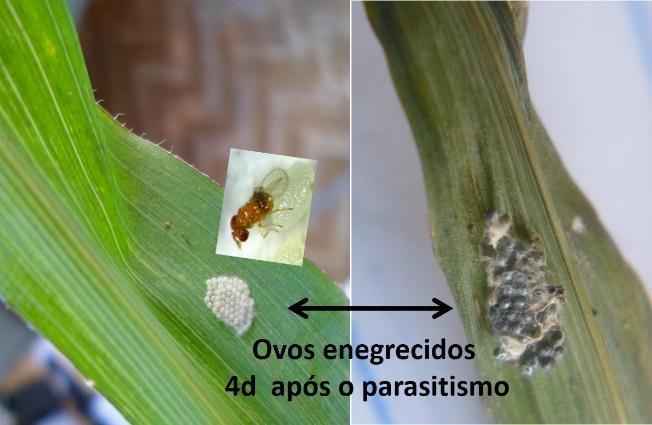 Liberação da vespa Trichogramma em Milho Assumindo a existência de uma baixa população natural por ocasião da chegada