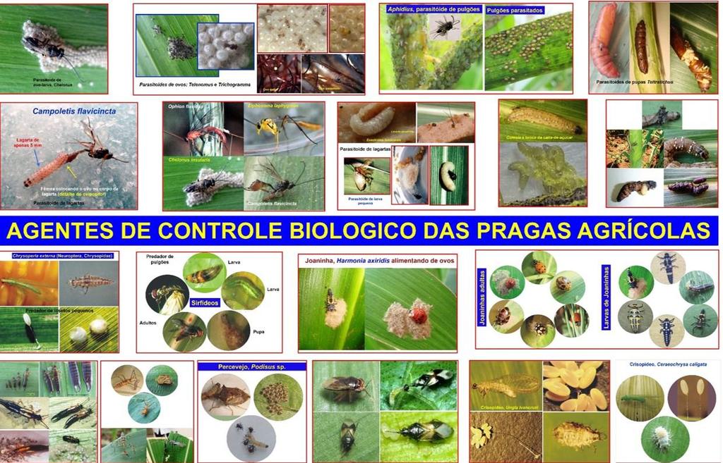 A internalização sobre o papel dos insetos benéficos junto aos agricultores é fundamental para mudar o paradigma de que o controle biológico de insetos não tem eficiência adequada em cultivos anuais.