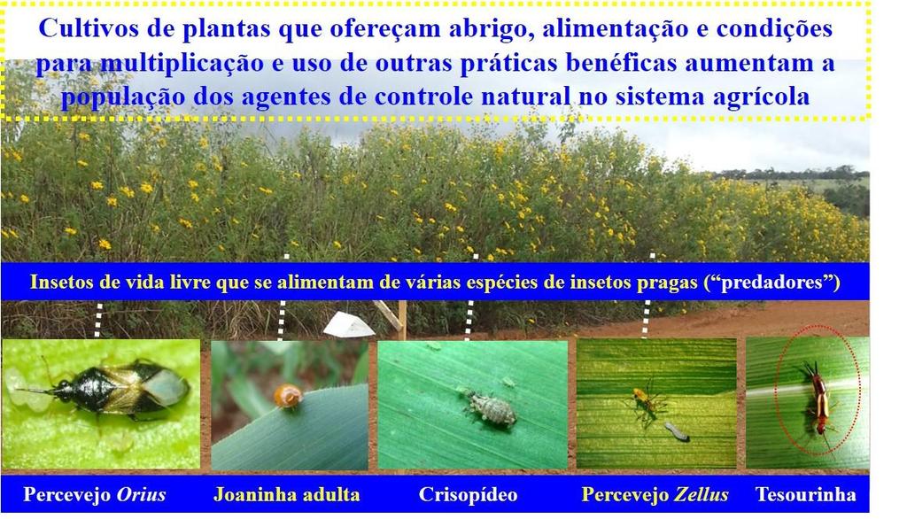 Sistema agrícola equilibrado Reequilibrar o sistema agrícola, embora possa parecer um processo complexo, é fundamental para criar as condições necessárias para a sobrevivência e, conseqüentemente,