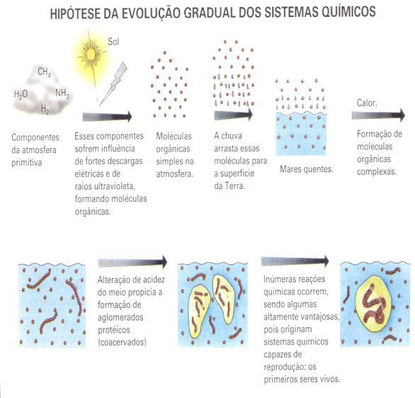 Os aminoácidos eram arrastados para o solo.