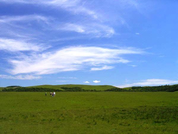 formada de ervas, gramíneas, pequenos