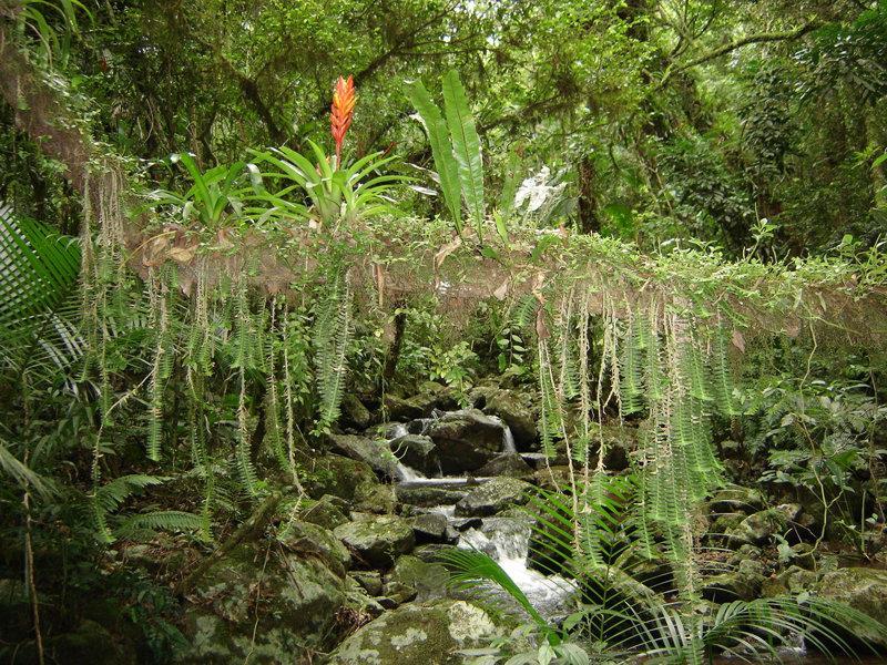 A riqueza das áreas florestadas está muito relacionada à presença da umidade em forma de chuvas e à