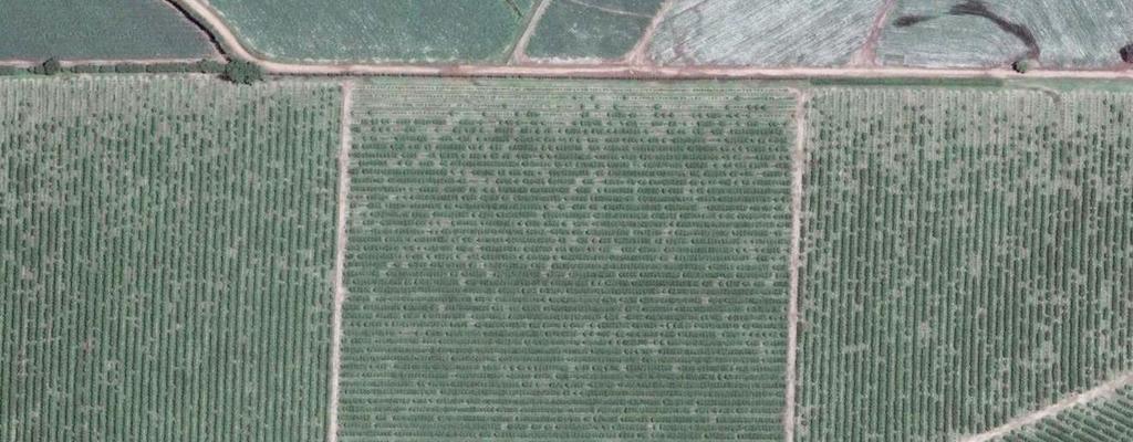 Planejamento do Plantio e Renovação Direção de plantio da faixa de borda em relação à divisa Menor