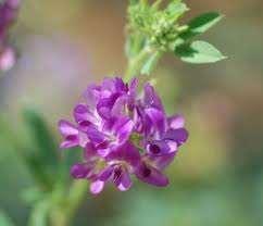 Flor de Leguminosa Fruto