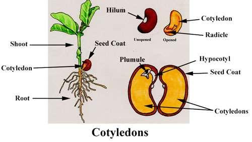 Cotilédone Haste