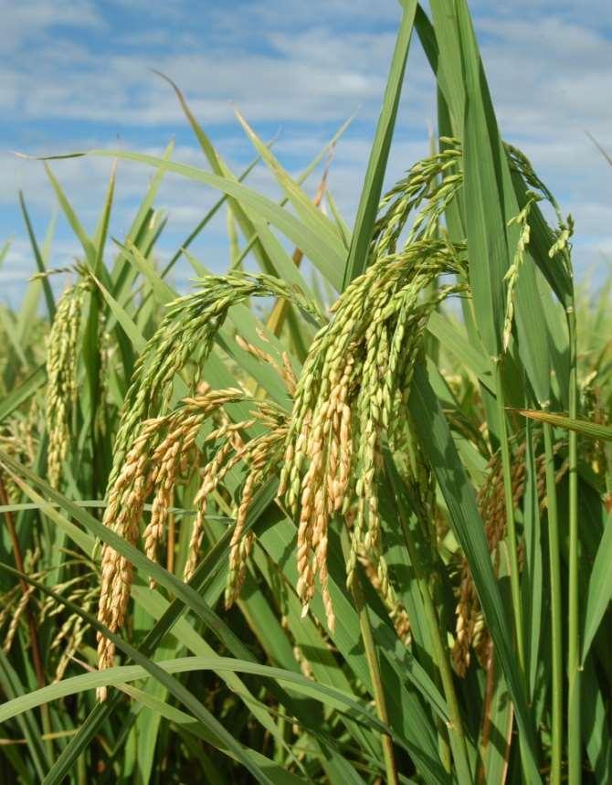 Algumas gramíneas mais conhecidas são: milho (Zea mays) trigo