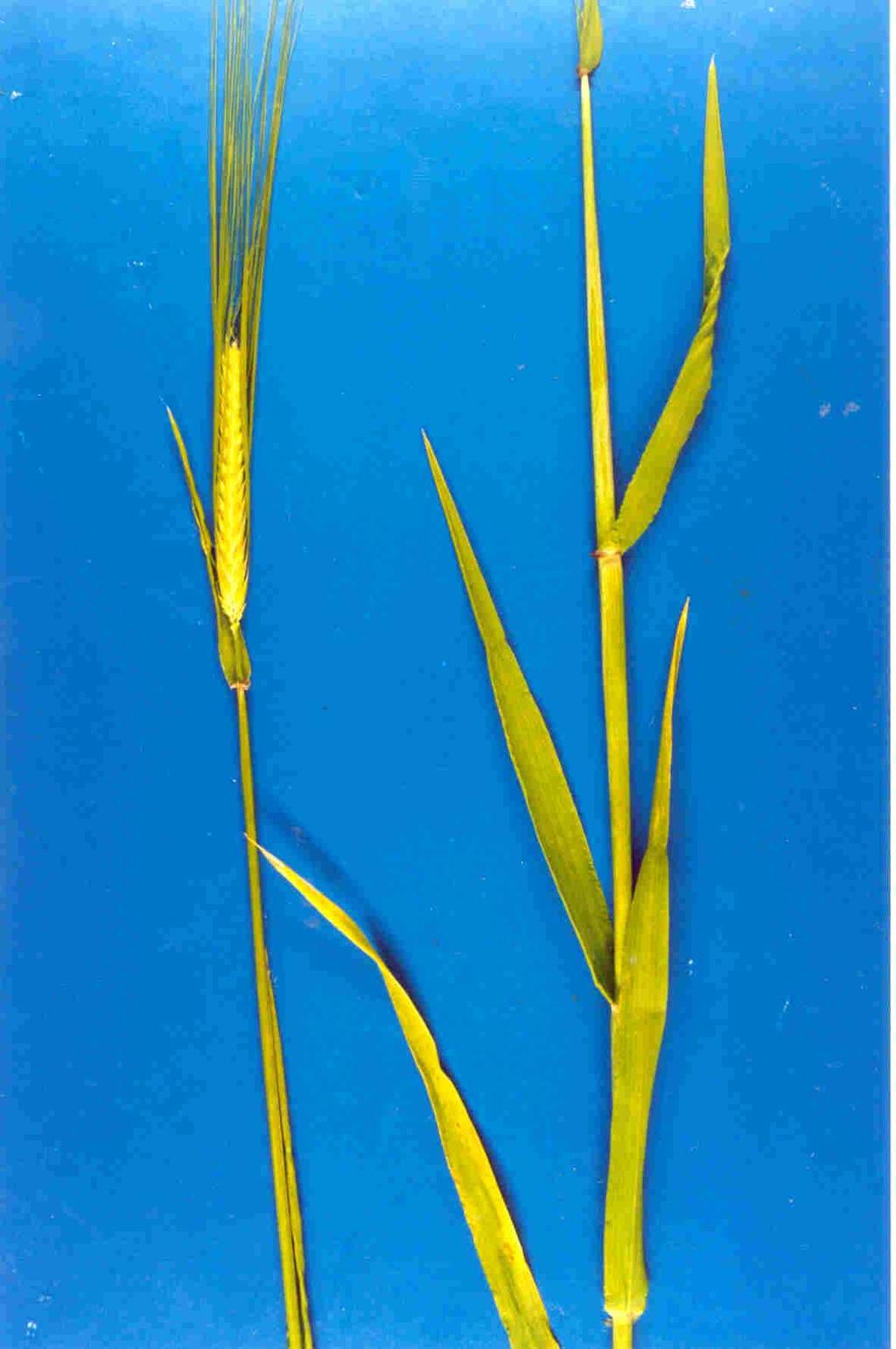 Escamas: folhas reduzidas do colmo ou rizoma proteção da gema Brácteas: folhas modificadas proteção das flores Prófilo: proteção da gema lateral estrutura modificada da bainha