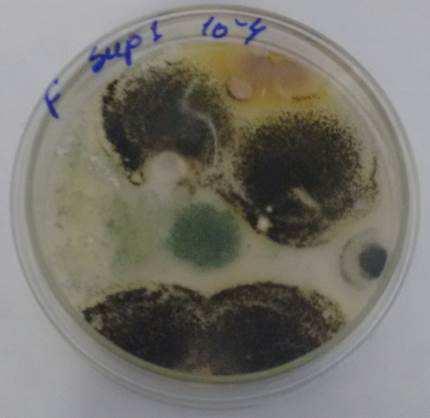 2.2 Monitoramento dos Resíduos Sólidos Urbanos (RSU) O monitoramento dos RSU presentes no interior da célula experimental foi realizado por meio dos ensaios de fungos totais, concentração de oxigênio