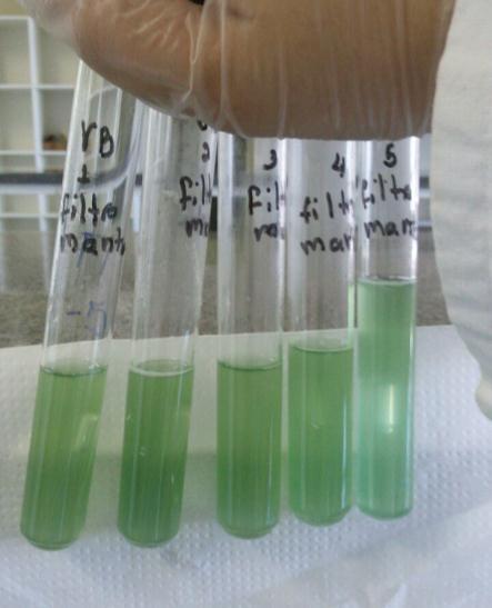 armazenado e o processo de filtragem ocorre. Figura 3: coliformes totais e termotolerantes/ml presentes no efluente.