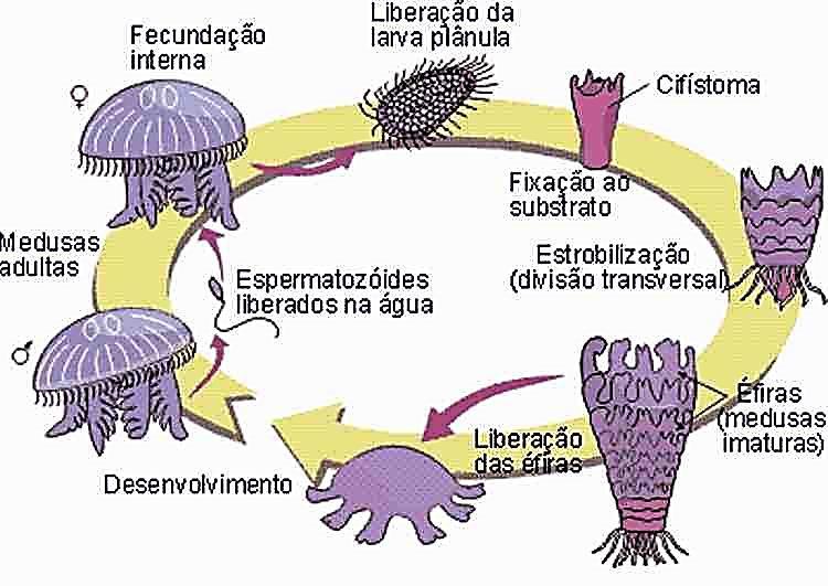 Obelia (hydrozoa) - Desenvolvimento indireto metagênese ou alternância de
