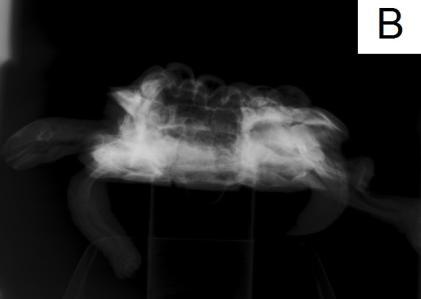 3) mostraram radiopacidade normal dos ossos dos membros, porém com hipercalcemia no casco, limitando o espaço dos pulmões, se comparados ao exame de um animal sadio. Figura 3.