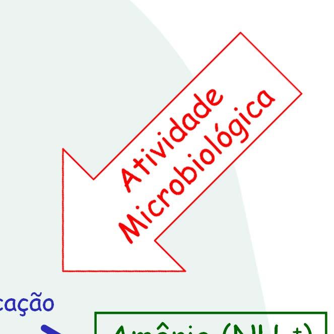 N disponível do Solo - Mineralização Formas protéicas Aminização Aminoácidos