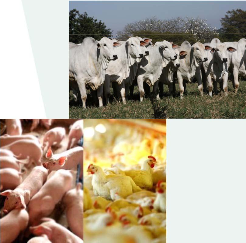 BRASIL: Produção de dejeto animal (2009): 1,7 bilhões t/ano Confinado: 365 milhões t/ano IPEA (2012) 2% de Nitrogênio: 7,3 milhões