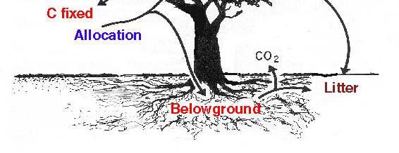 Fixado Alocação CO 2 Genética, Solos Água, Nutrientes, Luz e