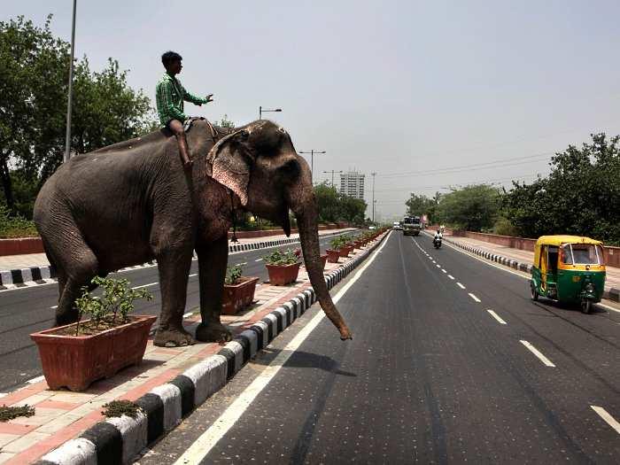 Emocional Motive o Elefante Identidade