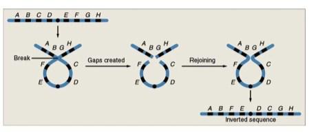 Recombinação e rearranjos genômicos Tipos de mutações e impacto na evolução Crossing-over desigual pode gerar segmentos duplicados