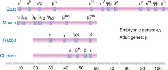 este mecanismo de recombinação desigual que duplica diferentes segmentos genômicos.