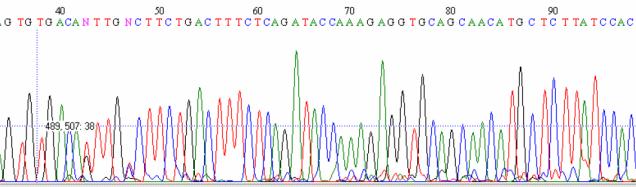 (cloroplasto) Sequências de DNA nuclear (autossômicos e