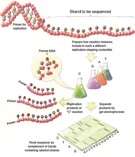 amplified polymorphic DNA) RAPD (Randomly Amplified