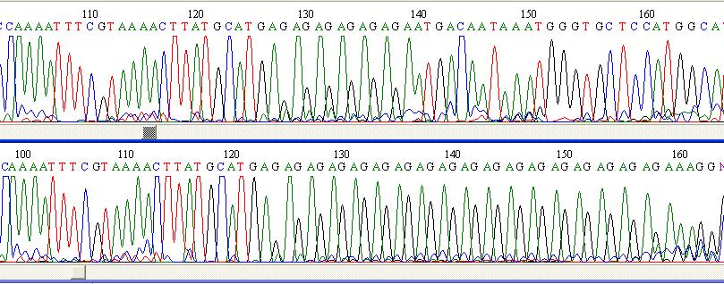 GTGGACGTGCTT[G/C]TCGATTTACCTAG O tipo mais simples e comum de polimorfismo. Abundantes, 1 a cada 200/1000 bases no genoma humano.