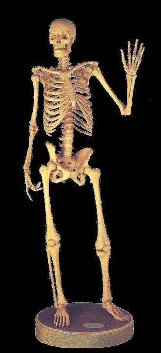 Esqueleto Apendicular e Axial, e articulação do