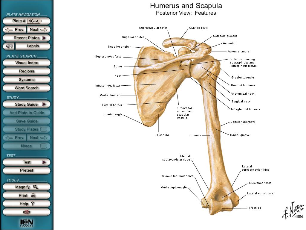 Úmero vista posterior Cabeça do úmero Colo anatômico Colo cirúrgico Fossa do olécrano Corpo