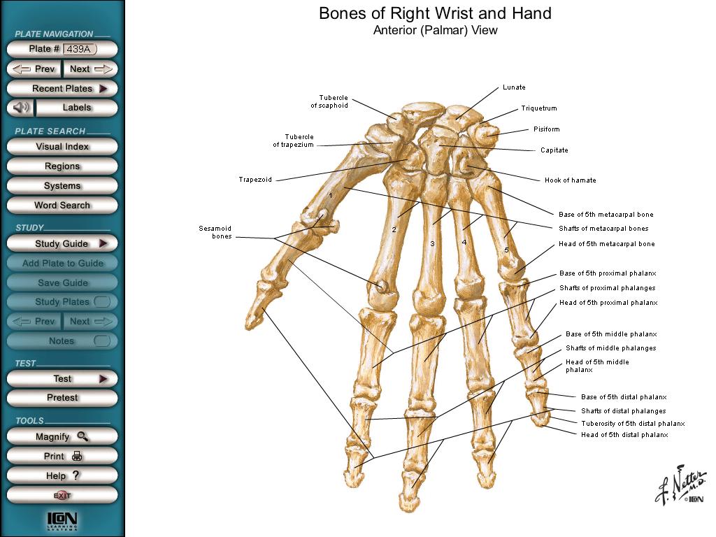 Ossos Metacarpais e ossos dos dedos Base metacarpal Corpo metacarpal Ossos