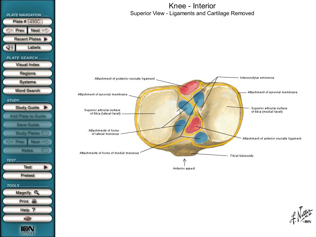 Tíbia vista anterior e superior Côndilo medial Face articular superior Côndilo lateral Côndilo medial Tuberosidade da tíbia Margem