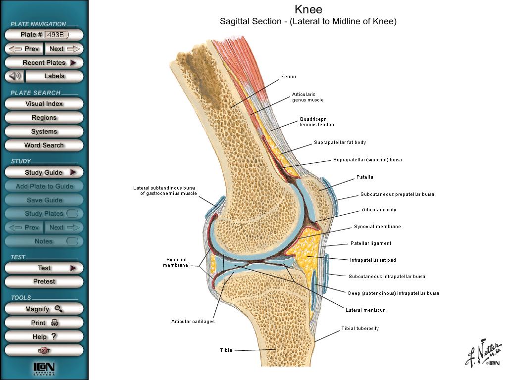 Ligamento menisco femoral posterior Ligamento da