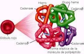 Genes que constituem a família gênica da globina -> produto de eventos de duplicação gênica.