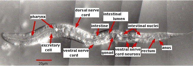 Medindo a taxa de mutação (Denver et al.