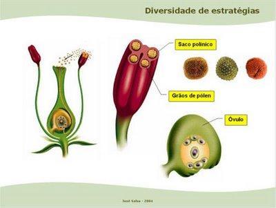 3) Fluxo gênico -> quando existe a possibilidade de fluxo gênico, aumenta-se a recombinação -> os genes caminham dentro da população.