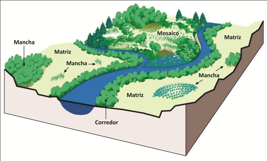 17 paisagem, com maior extensão e de maior conectividade (FORMAN, 1995 apud SANTOS, 2003).