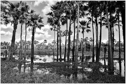 8. Observe a figura: A figura representa: a) a araucária, palmeira que ocorre na região Sul do Brasil, já em avançado estágio de degradação.