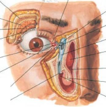ANEXOS DO GLOBO OCULAR Existem outras estruturas que também fazem parte do sistema visual, para além das referidas em relação ao globo ocular e via óptica: Anexos do globo ocular: Aparelho Lacrimal