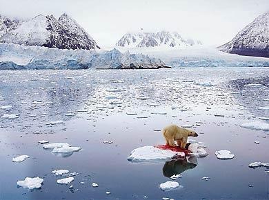 CANIBALISMO O aquecimento global fez diminuir em 20% a calota polar ártica nas últimas três décadas, reduzindo o território de caça dos ursos-polares. Muitos deles ficaram sem alimento.