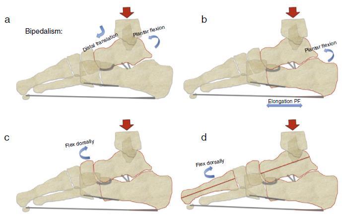 2.2 Comportamento do arco longitudinal medial na posição ortostática A transferência de carga para o pé, ao assumir a posição ortostática, provoca rotação interna e translação distal do astrágalo na