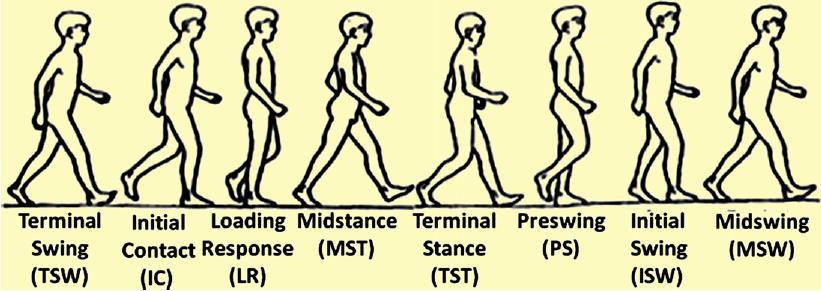 2.3 Biomecânica do tornozelo e pé durante a marcha O estudo da biomecânica do pé é difícil, principalmente pela dificuldade em definir unidades funcionais e o movimento relativo de umas em relação às