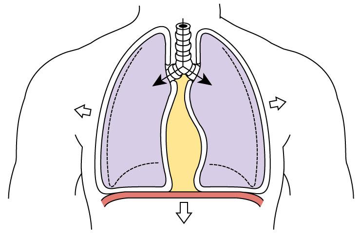 Contração dos músculos da caixa torácica e o diafragma funcionam como uma bomba, que permite que os pulmões se