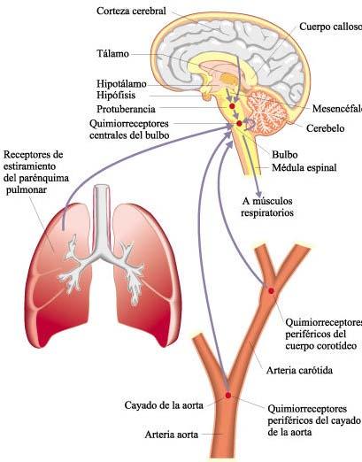 O centro respiratório, localizado no bulbo raquídeo, envia impulsos (a través de