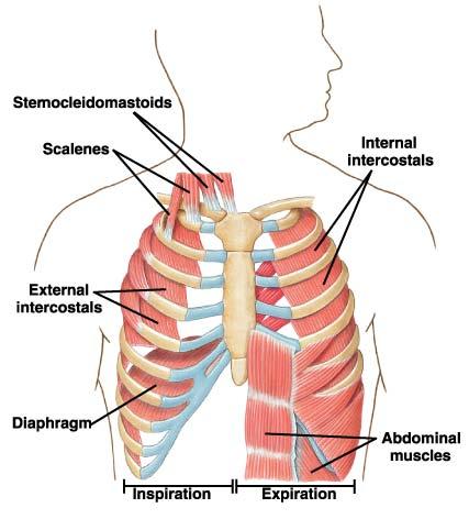 Músculos utilizados na ventilação Inspiração -Diafragma -MI externos