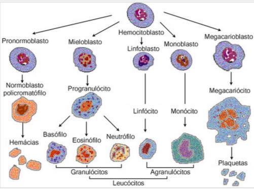 Concentração dos diferentes glóbulos brancos no sangue Neutrófilos